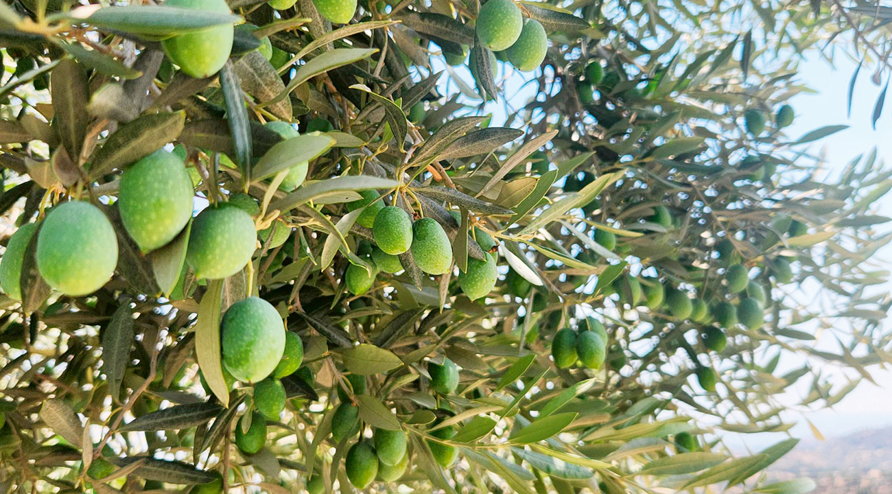 Zeytin ormanına dönüşen maden: Doğanın sessiz zaferi-2