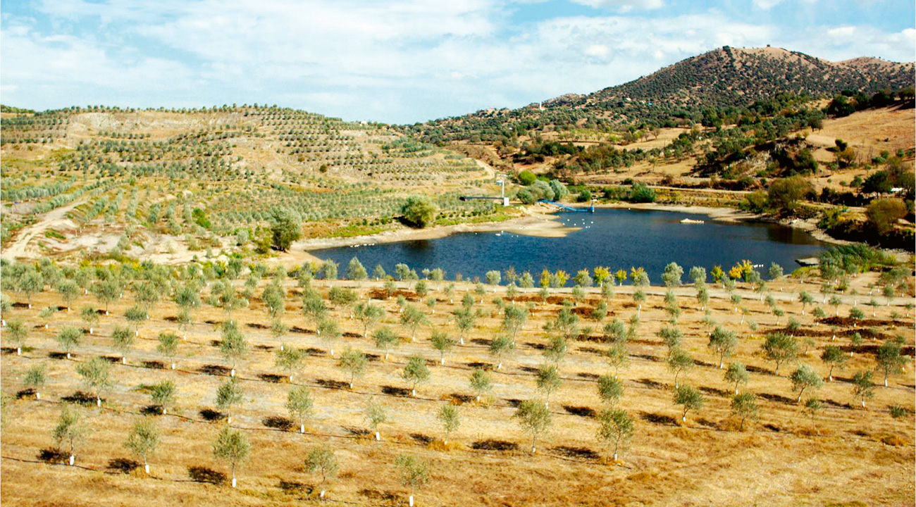 Zeytin ormanına dönüşen maden: Doğanın sessiz zaferi-1