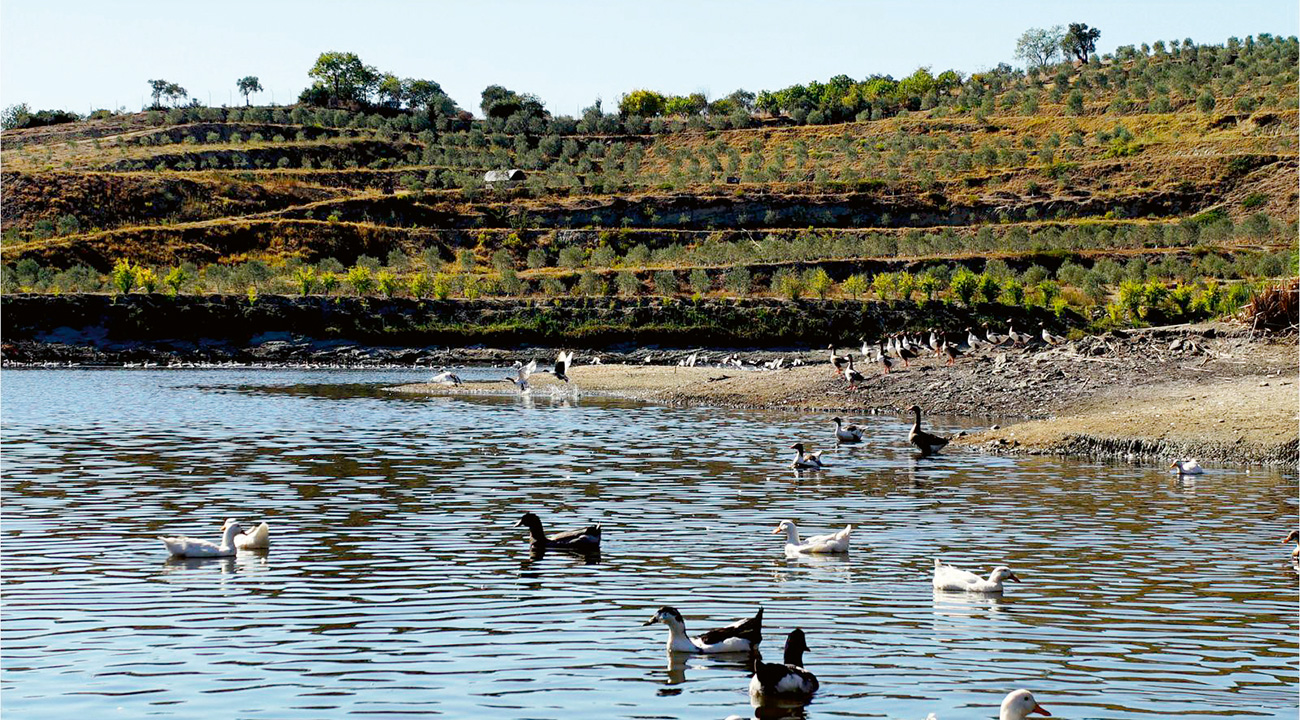 Zeytin ormanına dönüşen maden: Doğanın sessiz zaferi-4