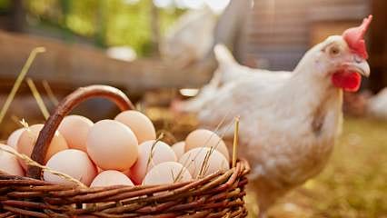 ABD'de kuş gribi krizi: Türk yumurtasına talep arttı