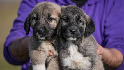 Kangal ve akbaş yavruları için 6 ay sıra bekleniyor