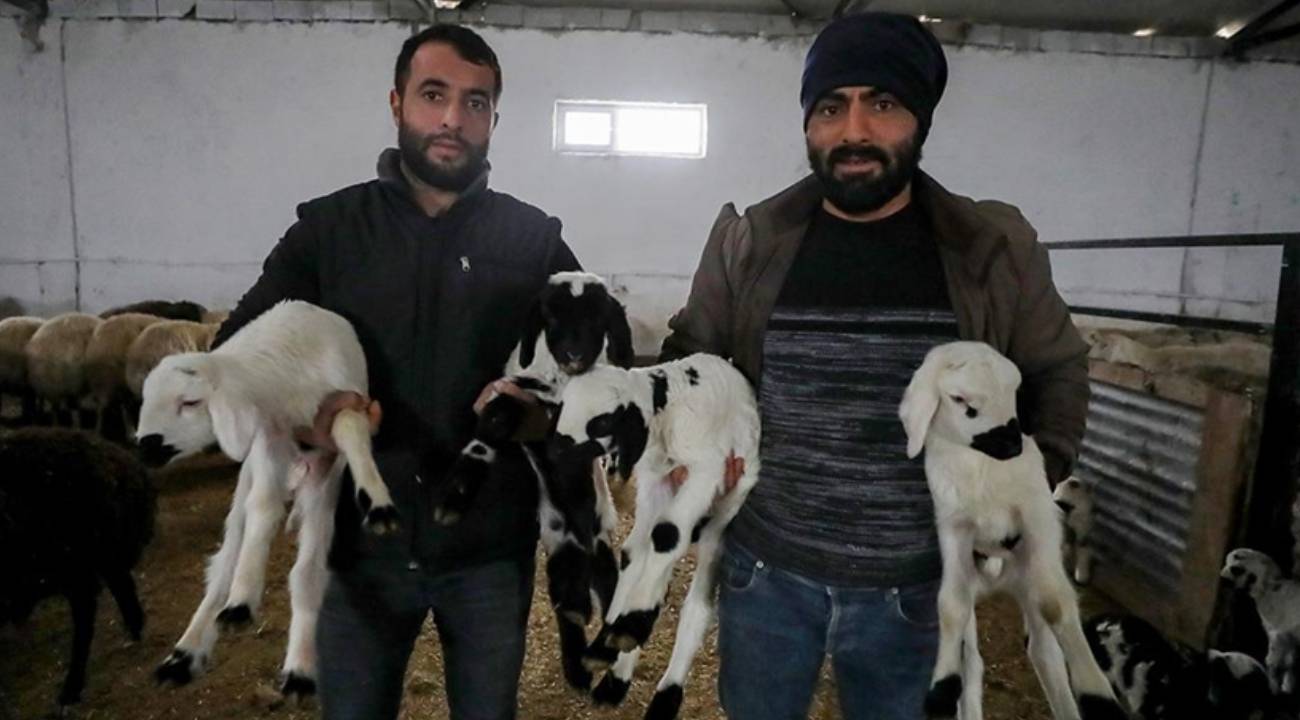 5 kardeş devlet desteğiyle çiftlik kurdu: Hayvan sayısı 1 yılda 5 kat arttı