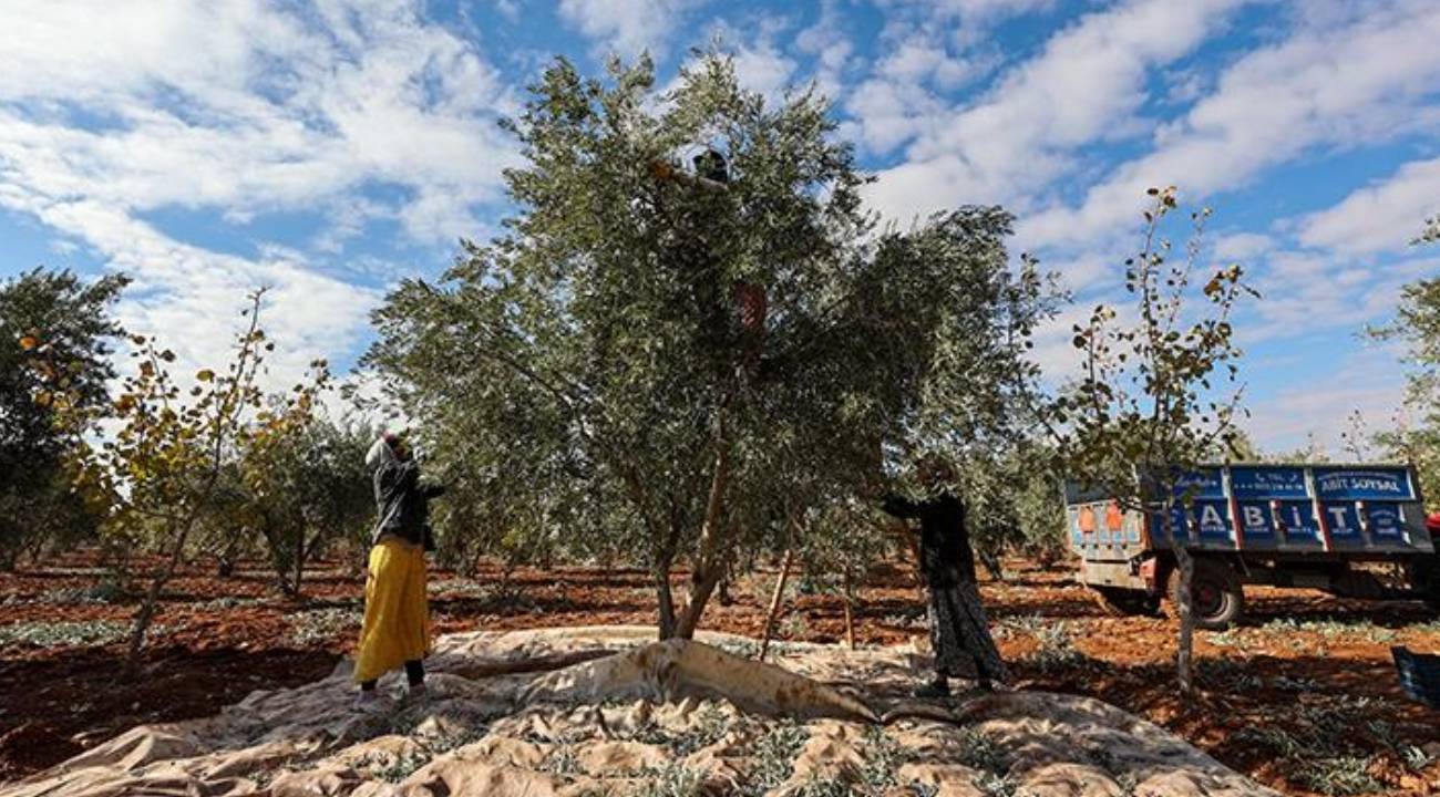 Zeytin ve Antep fıstığı 'sevindirdi', limon ve portakal 'üzdü'