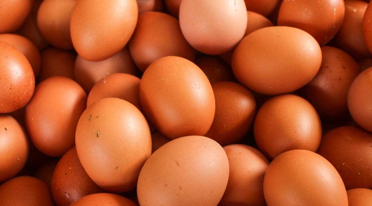 YUM-BİR Başkanı: ‘Yumurta üretimimiz iç pazara da ihracata da yeter’