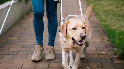 Rehber köpeği almayan işletmeye ceza