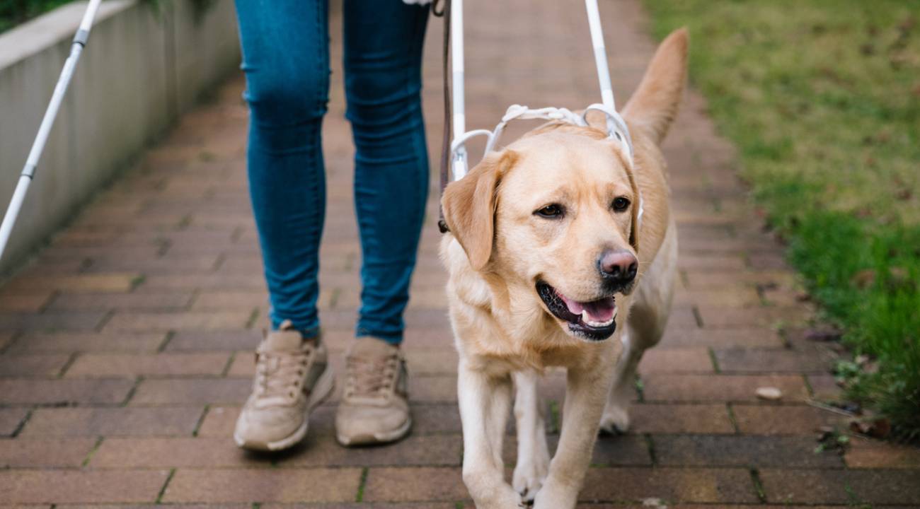 Rehber köpeği almayan işletmeye ceza