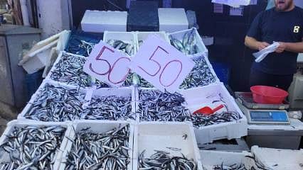 Karadeniz'deki bolluk, fiyatları 50 liraya çekti