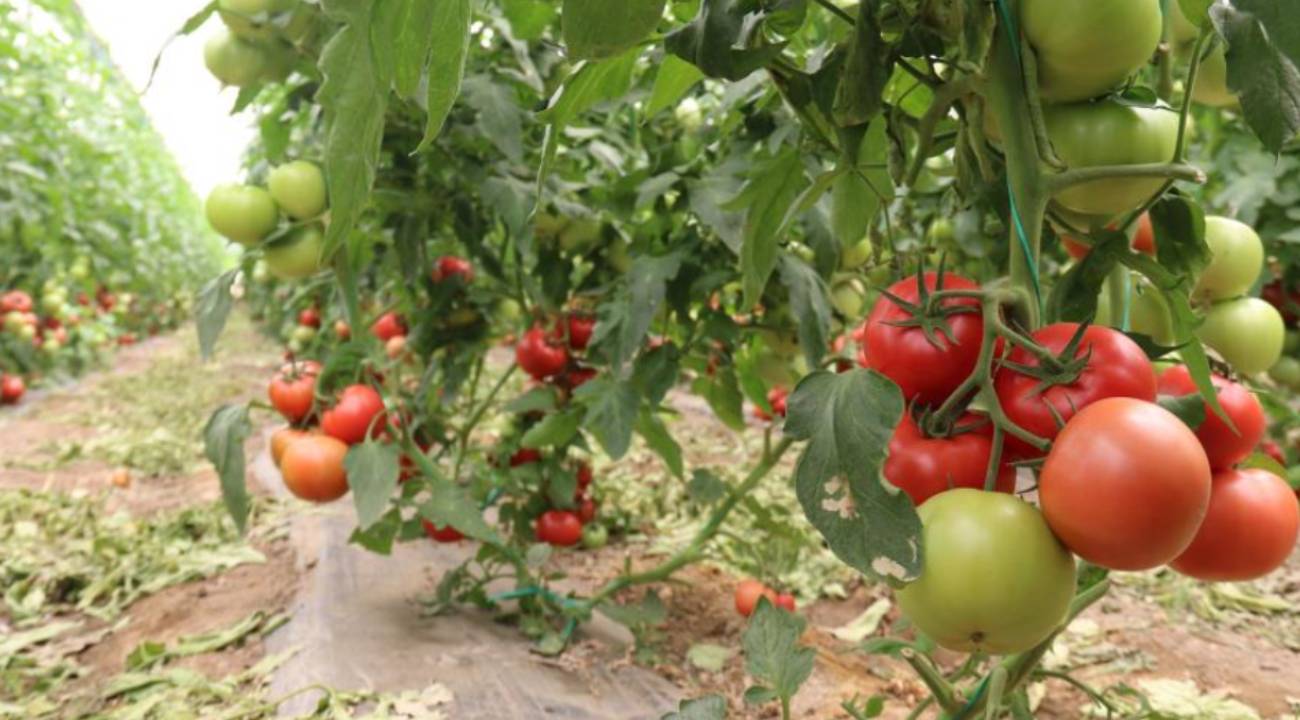 70 derece sıcaklıkta yetişiyor... 25 bin ton verim bekleniyor