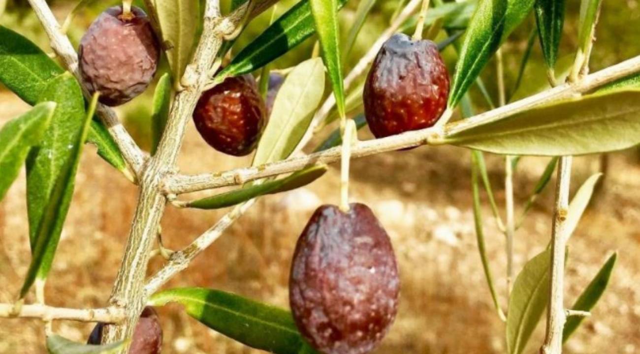 Köylerde 300, Pazarda 450 TL: Kendiliğinden olgunlaşıyor... Sadece Karaburun'da yetişiyor