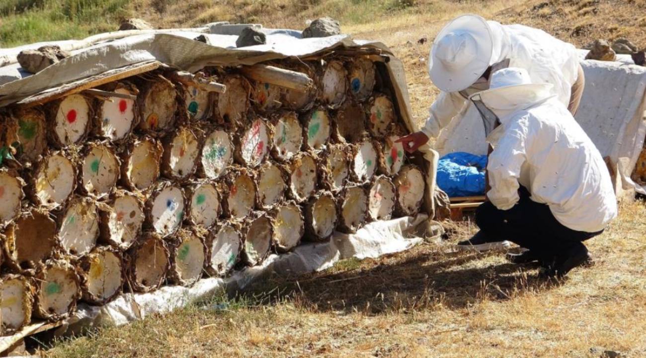 Kuraklık tehlikesi bal verimi düşüyor