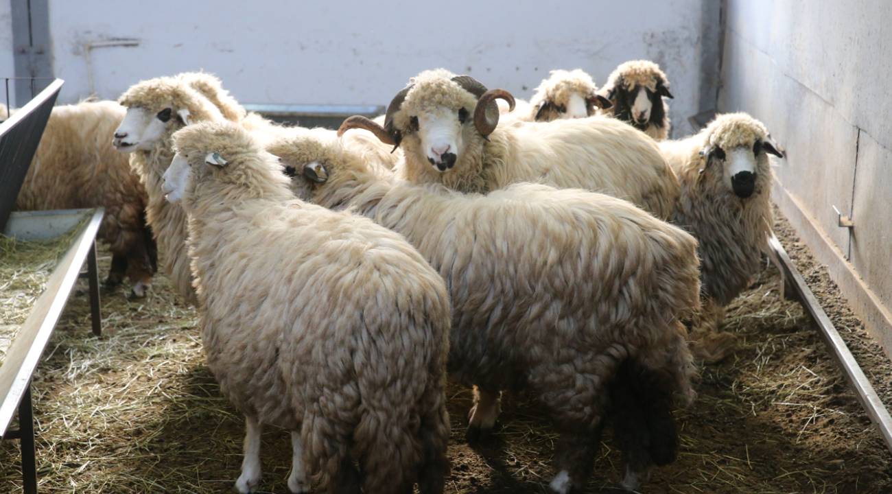 Karayaka'nın genetik özellikleri TOGÜ laboratuvarında inceleniyor
