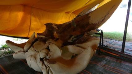 Bin parçalı dev yapboz: 16 metrelik Fin balinası iskeleti yeniden doğuyor