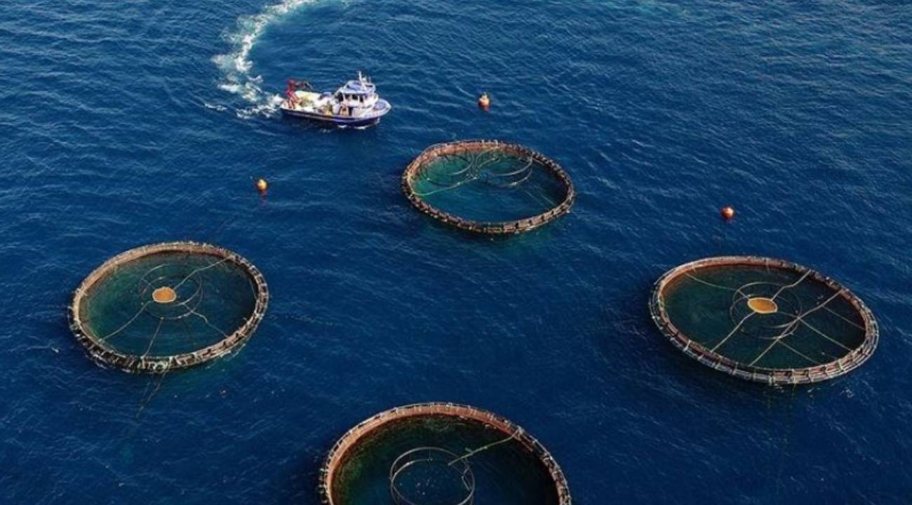 5 aylık su ürünleri ihracatı 69,8 milyon doları aştı