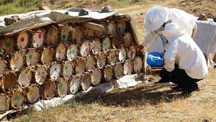 Kuraklık tehlikesi bal verimi düşüyor