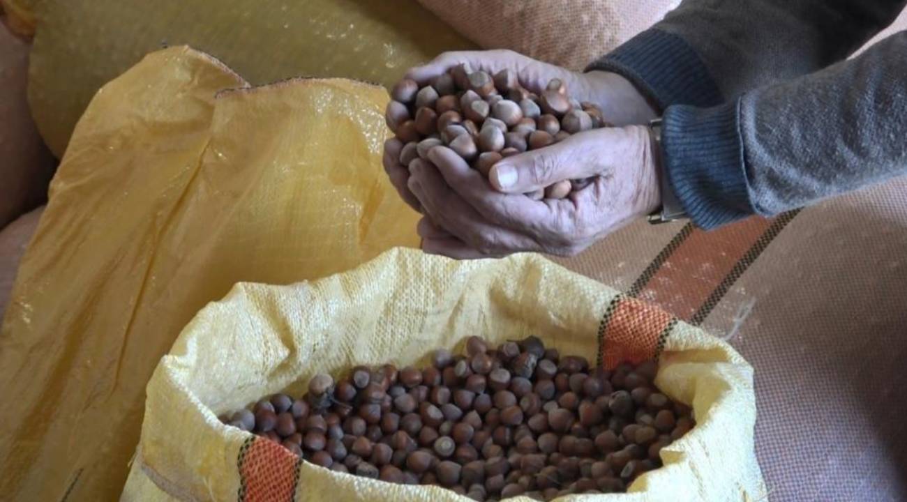 Serbest piyasada fındık fiyatları 300 liraya ulaştı