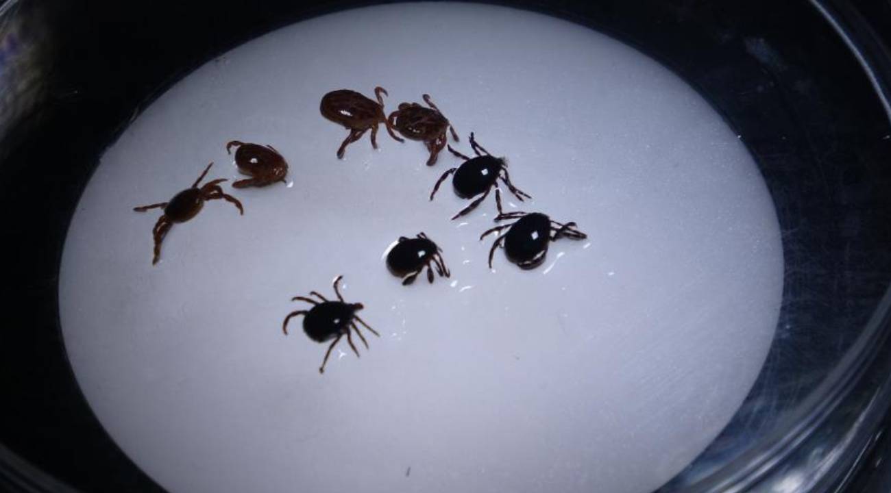 Uzmandan uyarı keneyi vücuttan çıkartırken dikkat: Sigara basmak, kolonya dökmek ve ateş tutmak...