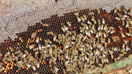 Ejder Meyvesi verimini artırıp, tropikal balın mucidi oldu