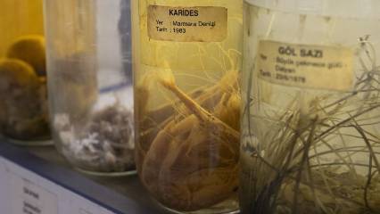 Gelecek nesiller sadece müzede görmesin: Uzmanlardan "Kırmızı Alarm"