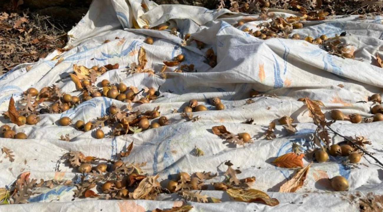 30 yıllık sır 'Beşbıyık' meyveleriyle açığa çıktı