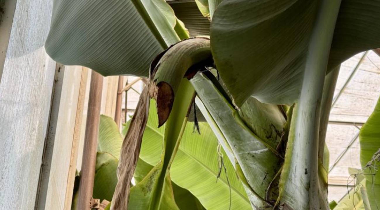 Mersin'de pes dedirten hırsızlık zinciri... Fiyatları yükselmişti!