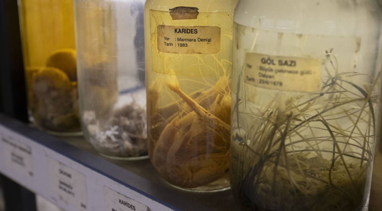 Gelecek nesiller sadece müzede görmesin: Uzmanlardan "Kırmızı Alarm"