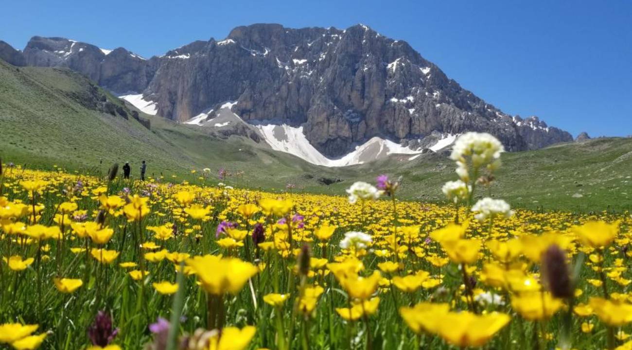 Merg Yaylası, bu günlerde yerli ve yabancı doğaseverlere ev sahipli yapıyor