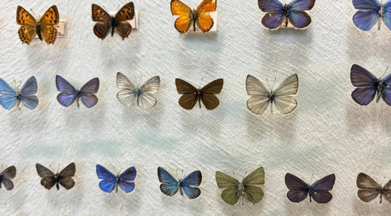 Van Gölü Havzası'nda 10 bin türlük gizem: Ekolojik denge için neden hayati önem taşıyor?