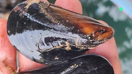 Midye yetiştiricilerinden kritik uyarı: "Türkiye'de binlerce ton kaçak midye tüketiliyor"