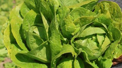 Yağmur bereketiyle marul 15 gün erken yetişti ama fiyatı uçtu