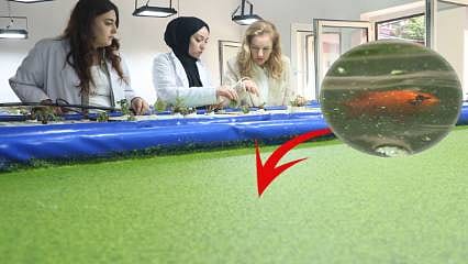 Japon balığının gübresi bakın ne işe yarıyor