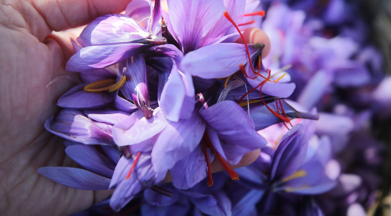 Genç ziraat mühendisinin başarısı: Kilogramı 600 bin lira