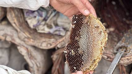 Florası zengin olan bölgeleri seçip, sepet örme kara kovan balı üretiyor... 400 polen tuzaklı boş kovan ve makine ekipman desteği verildi
