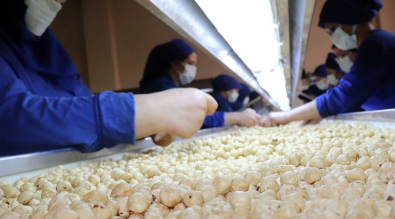 Fındıkta bu sezon 2,5 milyar dolar ihracat geliri hedefleniyor