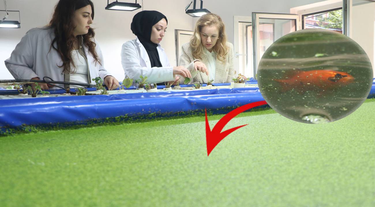 Japon balığının gübresi bakın ne işe yarıyor