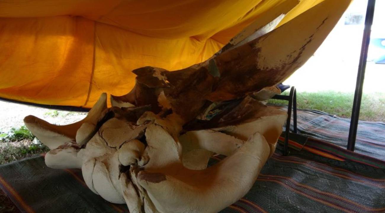 Bin parçalı dev yapboz: 16 metrelik Fin balinası iskeleti yeniden doğuyor