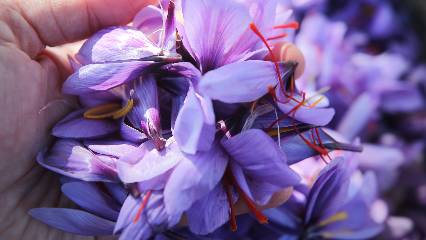 Genç ziraat mühendisinin başarısı: Kilogramı 600 bin lira