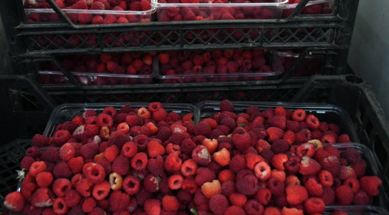 Pide ustasıydı atıl arazide meyve bahçesi kurdu: 1 ton ürün alıyor