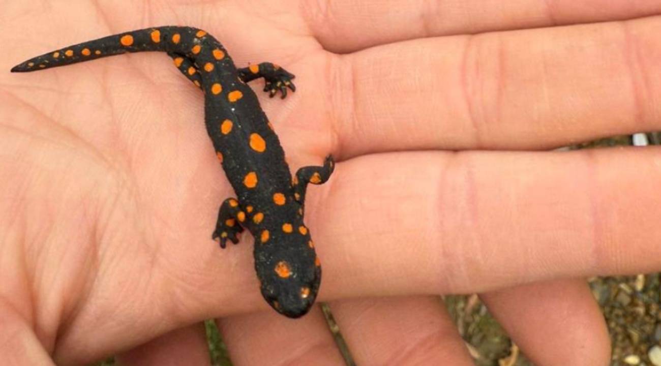 Doğaseverler heyecanlandı: Bölgenin nadir türü karşılarına çıktı