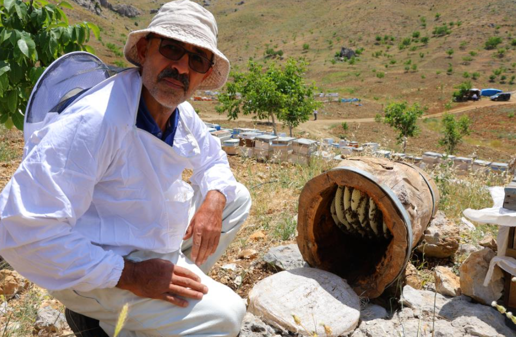 Ağaç kütüğünde organik bal üretiyor-1