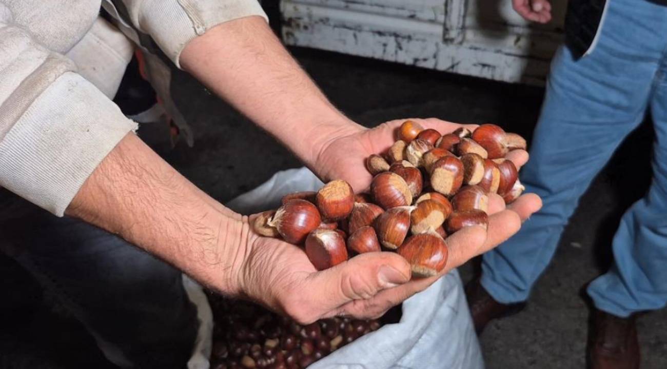 5 günde topladı, bir çuvalı 22 bin TL'ye sattı