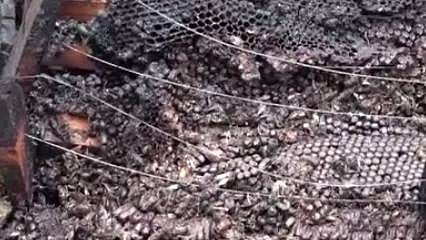 Alevlere uçan milyonlarca arı... Alarm zilleri çalıyor!