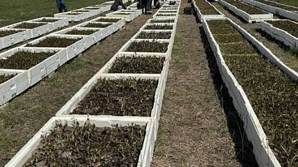 Özel izinle üretiliyor, Üretici sayısı 200'e ulaştı... Metrekarede 700 TL kazandırıyor