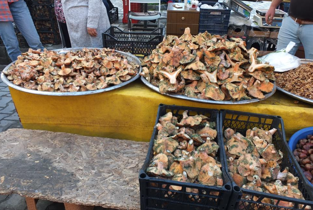 Melki Mantarı bereketi: Kilosu 400 liradan 100 liraya düştü-1