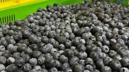 Elmalı'nın mavi altını: Uluslararası pazarda yer alıyorlar
