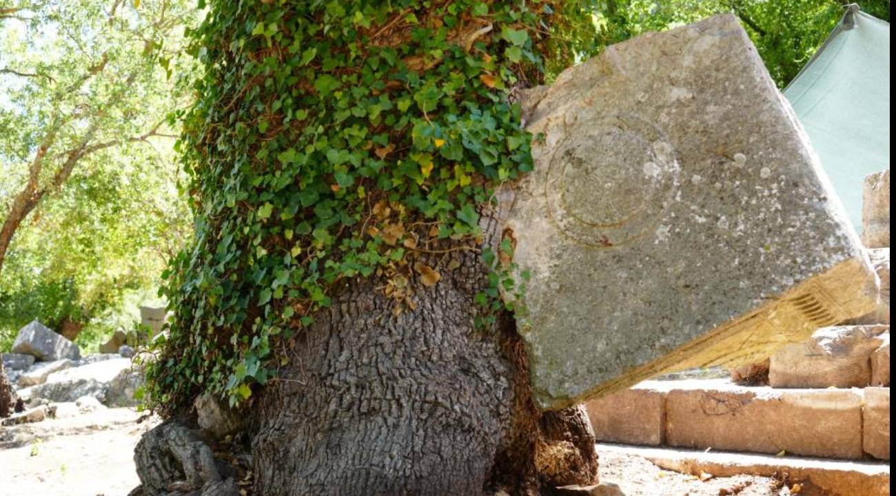 Termessos'ta doğa tarihe sahip çıktı: Meşe ağacı lahit parçasını havaya kaldırdı