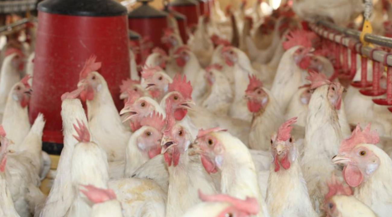 Hobi olarak başladı, 1700 tavukluk kapasiteye ulaştı