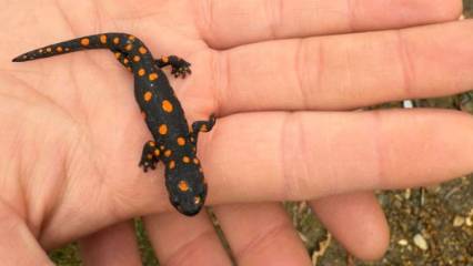 Doğaseverler heyecanlandı: Bölgenin nadir türü karşılarına çıktı