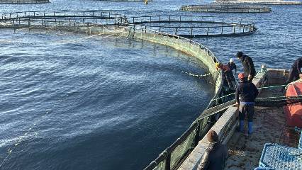 Kafesler doldu, ihracat başladı: Adana balıkçılıkta Bodrum’a rakip oluyor