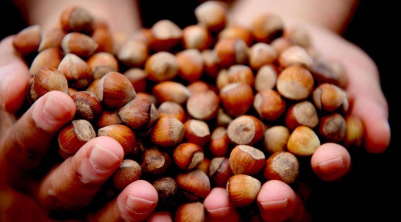 Düzce'de 15 bin 288 ton ihraç edildi