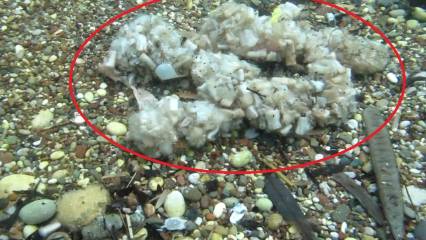 Deniz dibinde alarm seviyesi: "Pamuk tarlası" değil, sigara izmariti